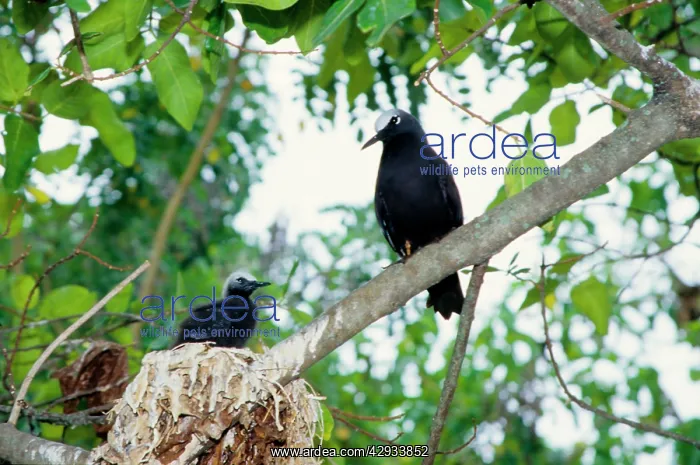 : Black noddy and chick : Black noddy and chick