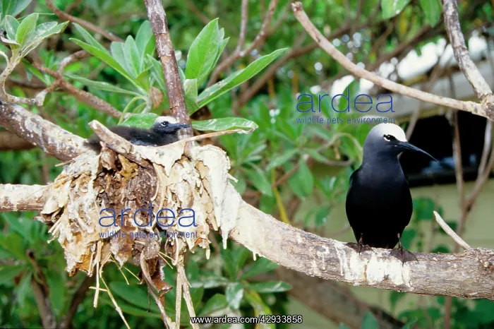 : Black noddy and chick : Black noddy and chick