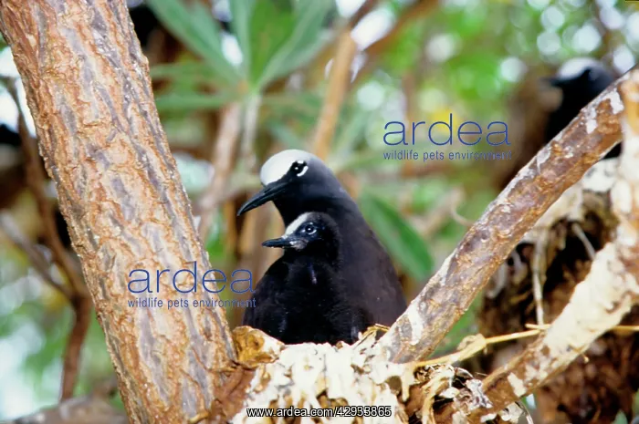 : Black noddy and chick : Black noddy and chick
