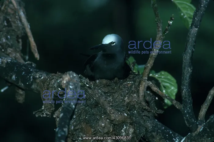 : Black Noddy on Nest : Black Noddy on Nest
