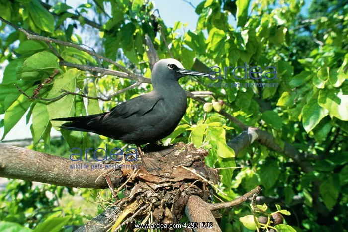 : Black Noddy Tern / White Capped Noddy TERN : Black Noddy Tern / White Capped Noddy TERN