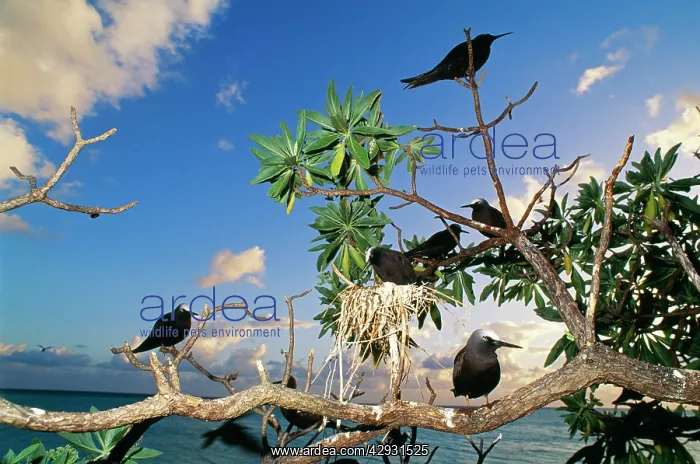 : Black Noddy Terns - on tree : Black Noddy Terns - on tree