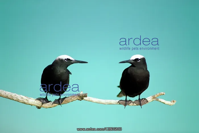: Black Noddy / White-Capped Noddy - Two birds with : Black Noddy / White-Capped Noddy - Two birds with