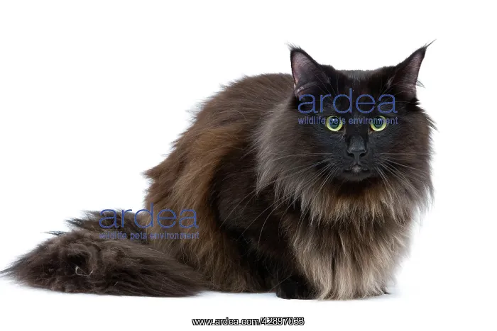 : Black Norwegian Forest Cat - in studio : Black Norwegian Forest Cat - in studio