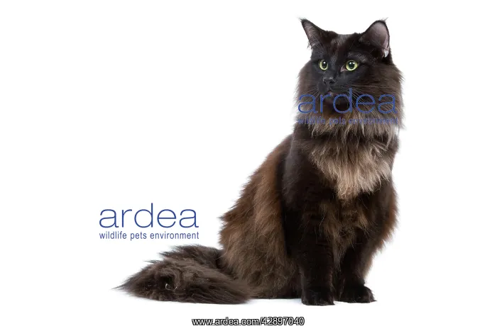 : Black Norwegian Forest Cat - in studio : Black Norwegian Forest Cat - in studio