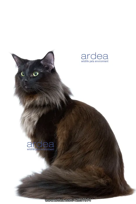 : Black Norwegian Forest Cat - in studio : Black Norwegian Forest Cat - in studio
