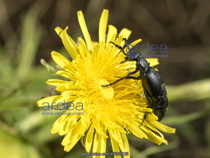 : Black oil beetle - male - feeding on Dandelion flower - UK : Black oil beetle - male - feeding on Dandelion flower - UK