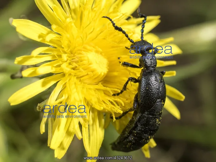 : Black oil beetle - male - feeding on Dandelion flower - UK : Black oil beetle - male - feeding on Dandelion flower - UK