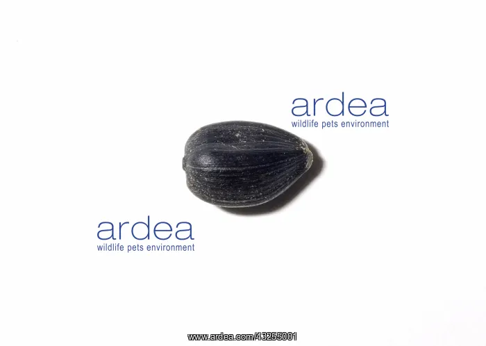 : Black Oil Sunflower Seed : Black Oil Sunflower Seed