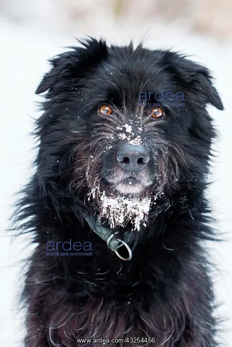  : Black Old German Herding Dog with snout full of