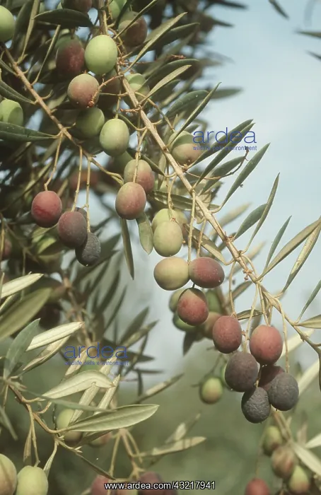 : Black olive fruit : Black olive fruit