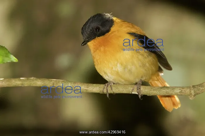 : Black and Orange Flycatcher : Black and Orange Flycatcher