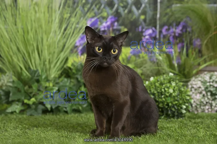  : Black Oriental Cat
