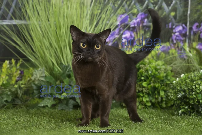  : Black Oriental Cat