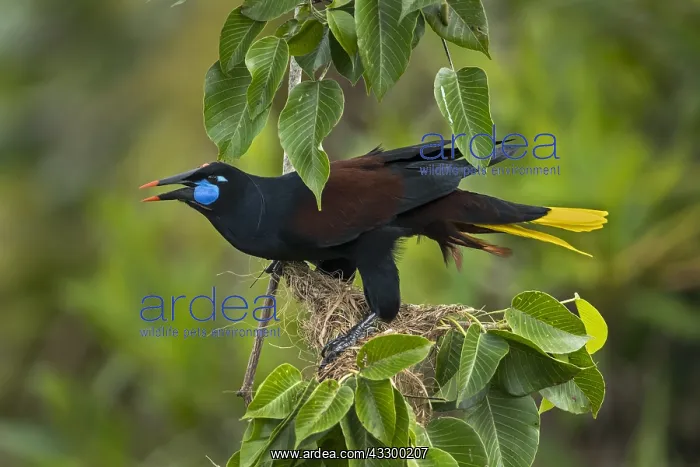  : Black Oropendola (Psarocolius guatimozinus) Rio