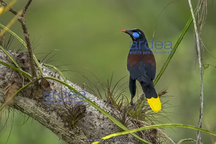 : Black Oropendola (Psarocolius guatimozinus) Rio : Black Oropendola (Psarocolius guatimozinus) Rio