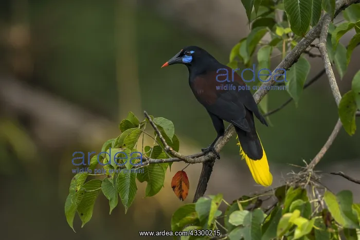 : Black Oropendola (Psarocolius guatimozinus) Rio : Black Oropendola (Psarocolius guatimozinus) Rio