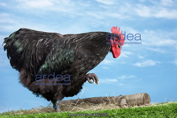  : Black Orpington Chicken Cockerel