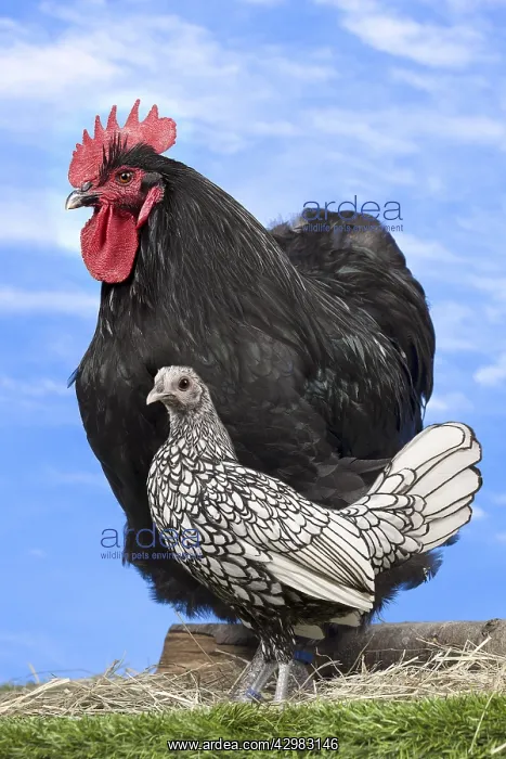 : Black Orpington Rooster - and young Silver Sebright hen : Black Orpington Rooster - and young Silver Sebright hen