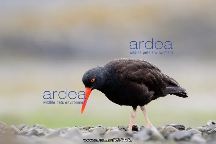 : Black Oystercatcher : Black Oystercatcher