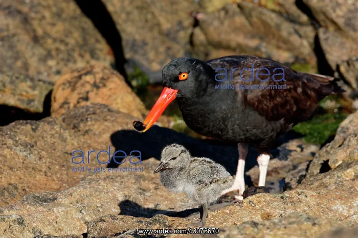 : Black Oystercatcher (Haematopus ater) with is chick : Black Oystercatcher (Haematopus ater) with is chick