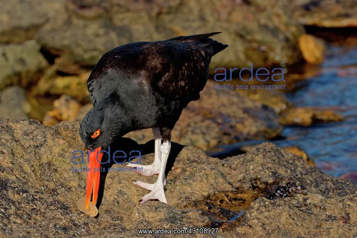 : Black Oystercatcher (Haematopus ater) dissecting : Black Oystercatcher (Haematopus ater) dissecting