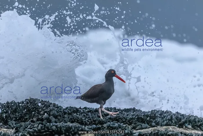 : Black oystercatcher, Haematopus bachmani, feedin : Black oystercatcher, Haematopus bachmani, feedin