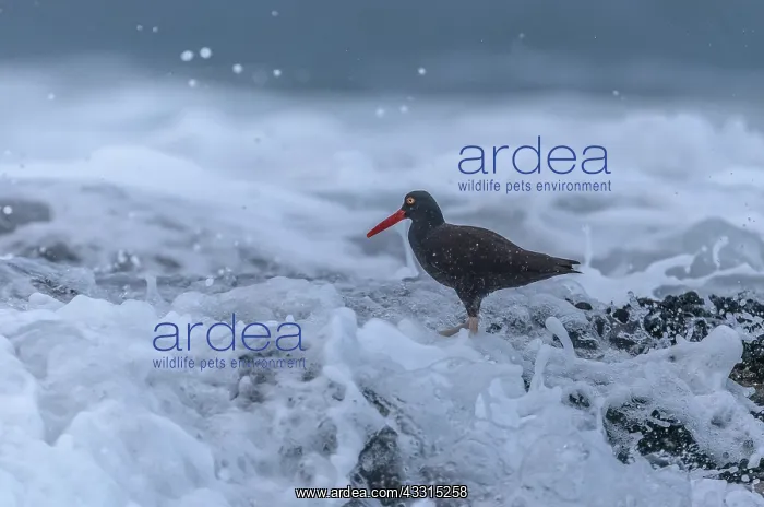 : Black oystercatcher, Haematopus bachmani, feedin : Black oystercatcher, Haematopus bachmani, feedin
