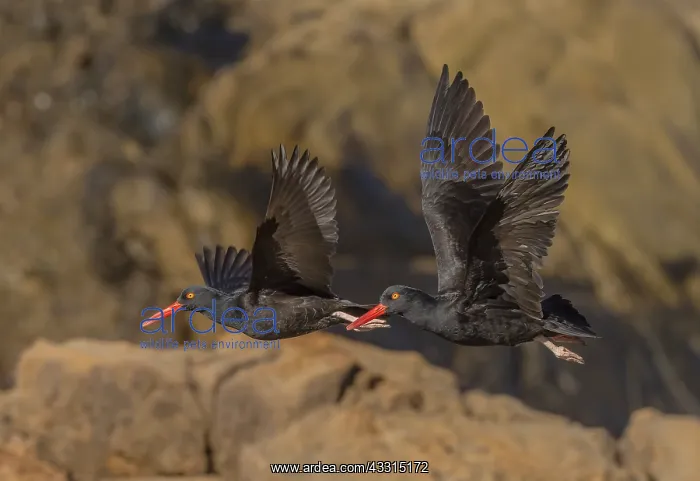 : Black oystercatcher, Haematopus bachmani, in fli : Black oystercatcher, Haematopus bachmani, in fli