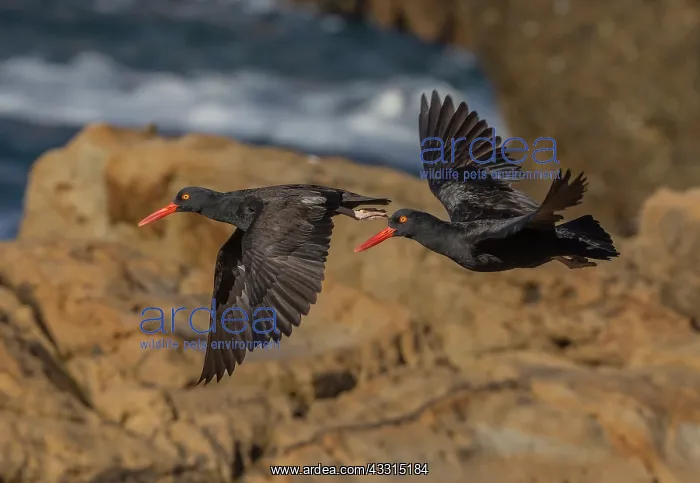 : Black oystercatcher, Haematopus bachmani, in fli : Black oystercatcher, Haematopus bachmani, in fli