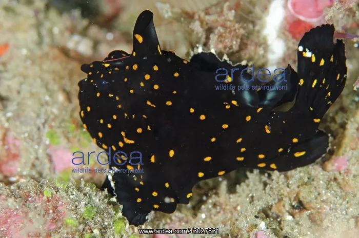 : Black Painted Frogfish : Black Painted Frogfish