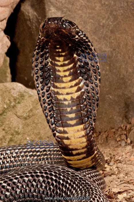 : Black Pakistan Cobra, Naja naja karachiensis : Black Pakistan Cobra, Naja naja karachiensis