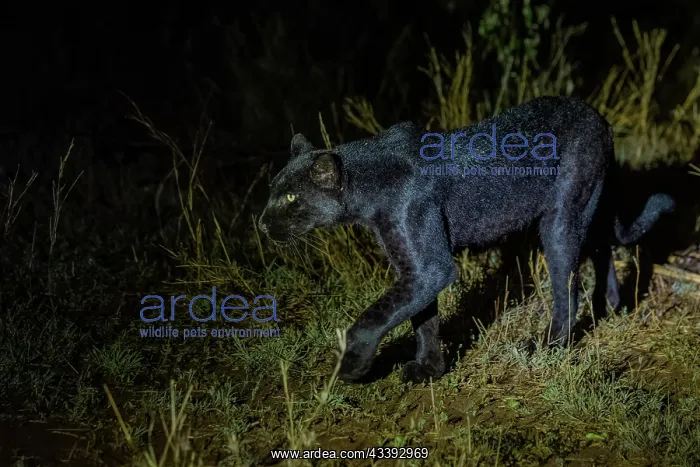 : BLACK PANTHER OR BLACK LEOPARD : BLACK PANTHER OR BLACK LEOPARD