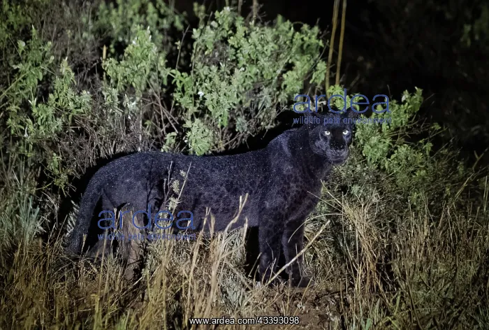 : BLACK PANTHER OR BLACK LEOPARD : BLACK PANTHER OR BLACK LEOPARD