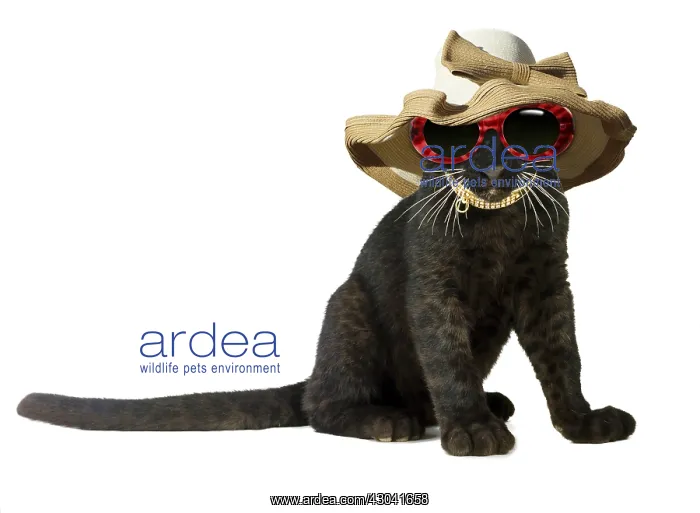 : Black Panther, cub wearing sun-glasses and hat : Black Panther, cub wearing sun-glasses and hat