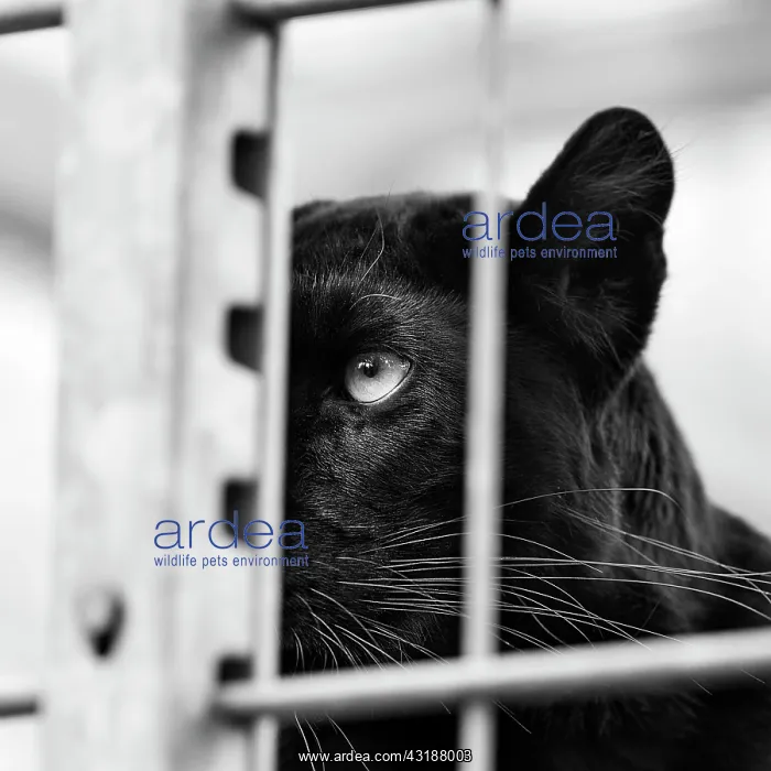 : Black panther (Panthera pardus), head behind bars : Black panther (Panthera pardus), head behind bars