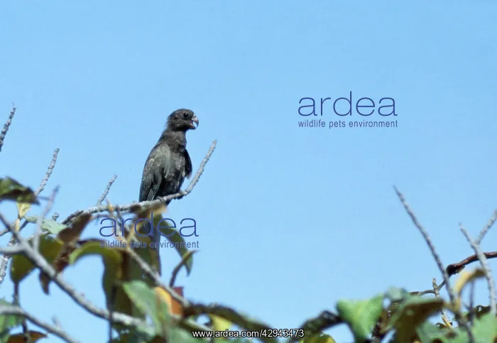 : Black Parrot  /  Lesser Vasa Parrot - rare