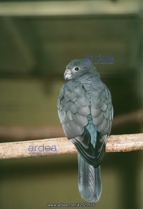 : Black PARROT - on perch : Black PARROT - on perch