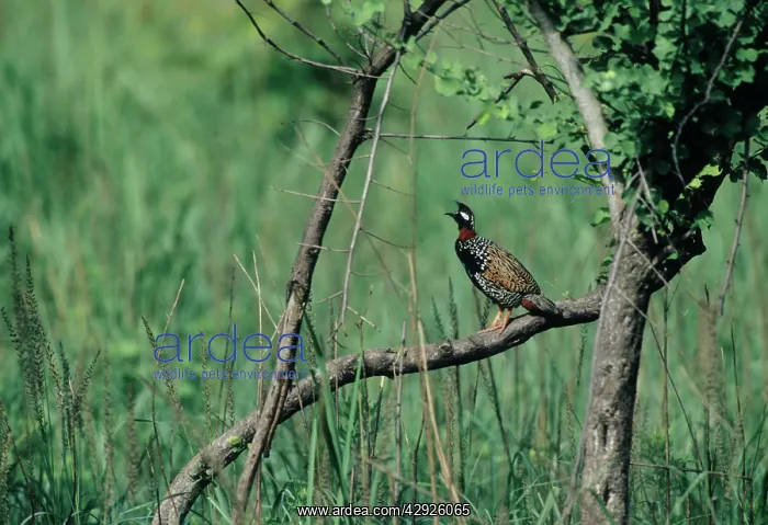 : Black Partridge calling : Black Partridge calling