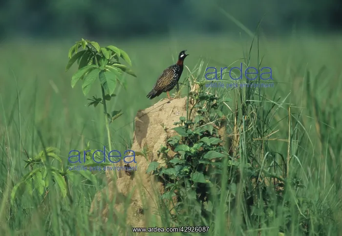 : Black Partridge calling - from termite mound : Black Partridge calling - from termite mound