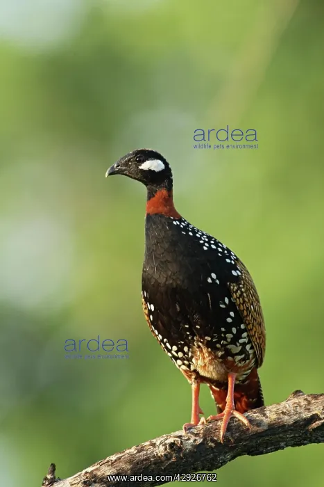 : Black Partridge / Francolin : Black Partridge / Francolin