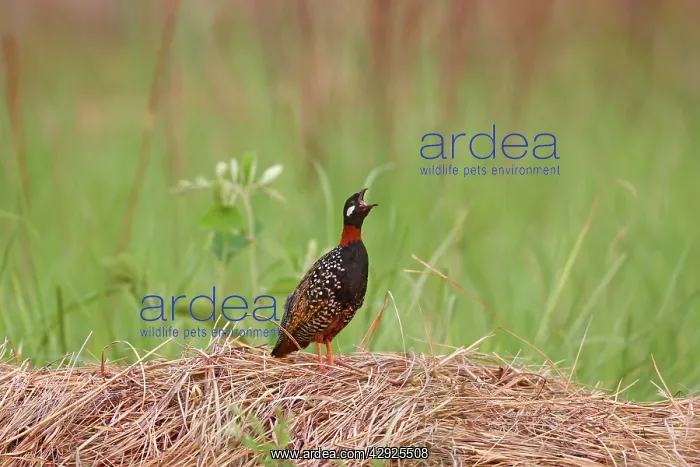 : Black Partridge / Francolin - calling : Black Partridge / Francolin - calling