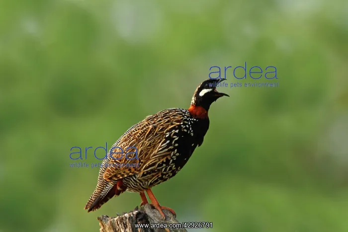 : Black Partridge / Francolin calling : Black Partridge / Francolin calling
