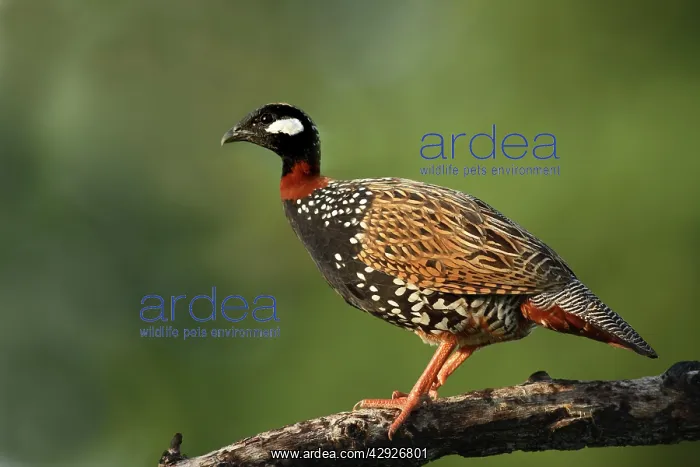 : Black Partridge / Francolin - on the perch : Black Partridge / Francolin - on the perch