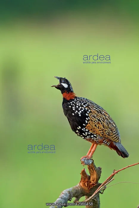 : Black Partridge - giving territorial call. Corbett : Black Partridge - giving territorial call. Corbett