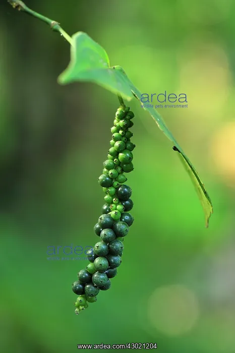 : Black Pepper : Black Pepper