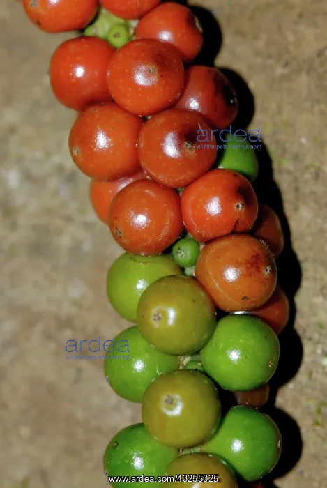 : Black Pepper Berries : Black Pepper Berries