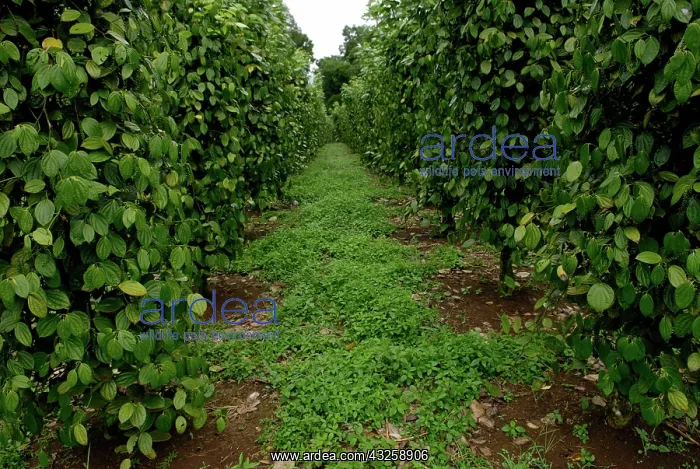 : Black Pepper Vines : Black Pepper Vines