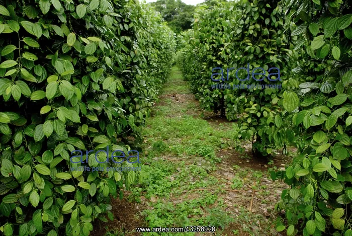 : Black Pepper Vines : Black Pepper Vines