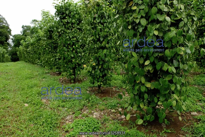 : Black Pepper Vines : Black Pepper Vines